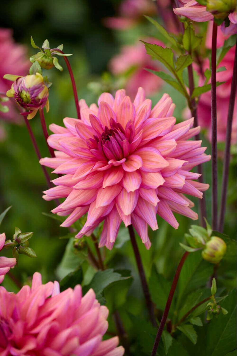 Dahlia 'Negroni Sunset'